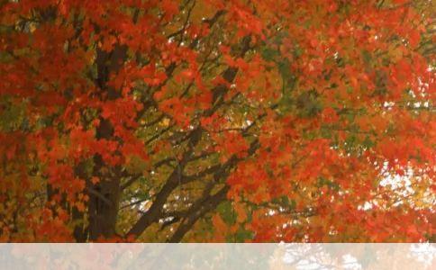 武汉当地有什么特产可以买带回家的当地小吃有什么